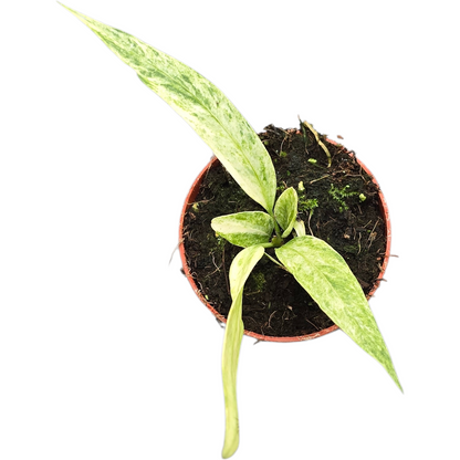 Anthurium Vittarifolium Variegata