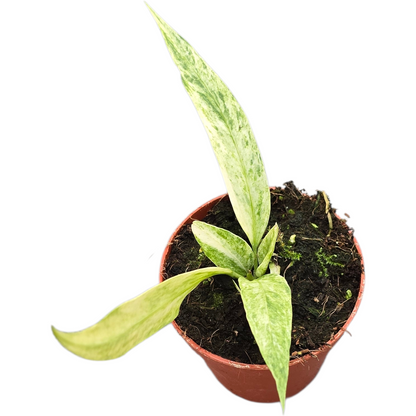 Anthurium Vittarifolium Variegata