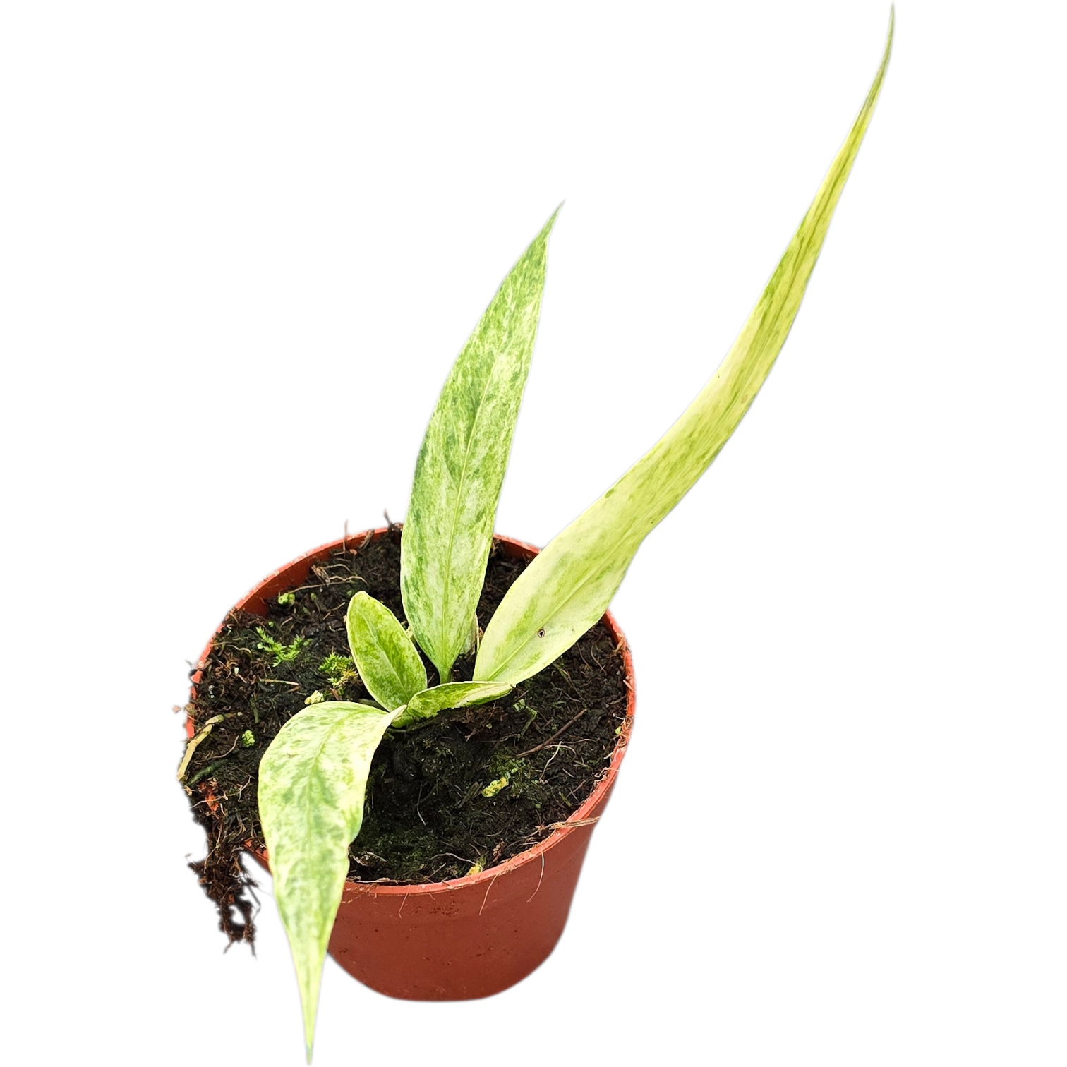 anthurium croatiana Anthurium Vittarifolium Variegata – Casa Botanica