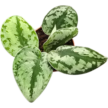 Scindapsus Sparkling Borneo