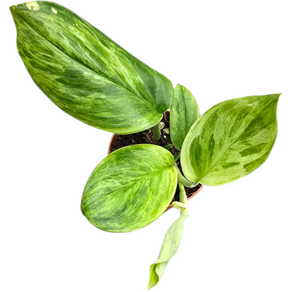 Scindapsus Treubii Aurea