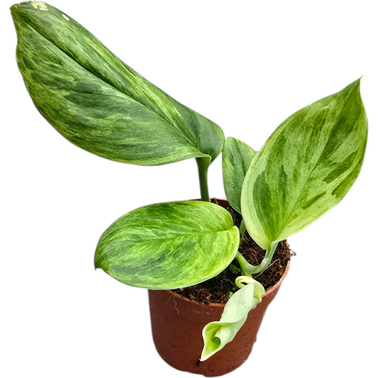 Scindapsus Treubii Aurea