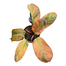 Philodendron Black Cardinal Variegata