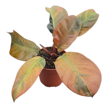 Philodendron Black Cardinal Variegata