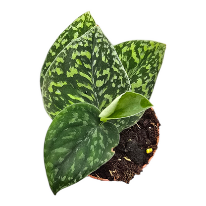 Scindapsus Snake Scale