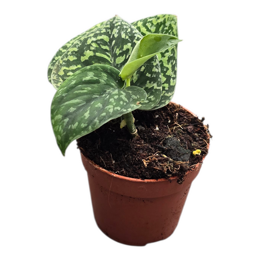 Scindapsus Snake Scale