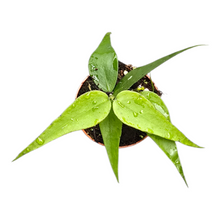 Hoya Polyneura Vietnam