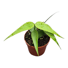 Hoya Polyneura Vietnam