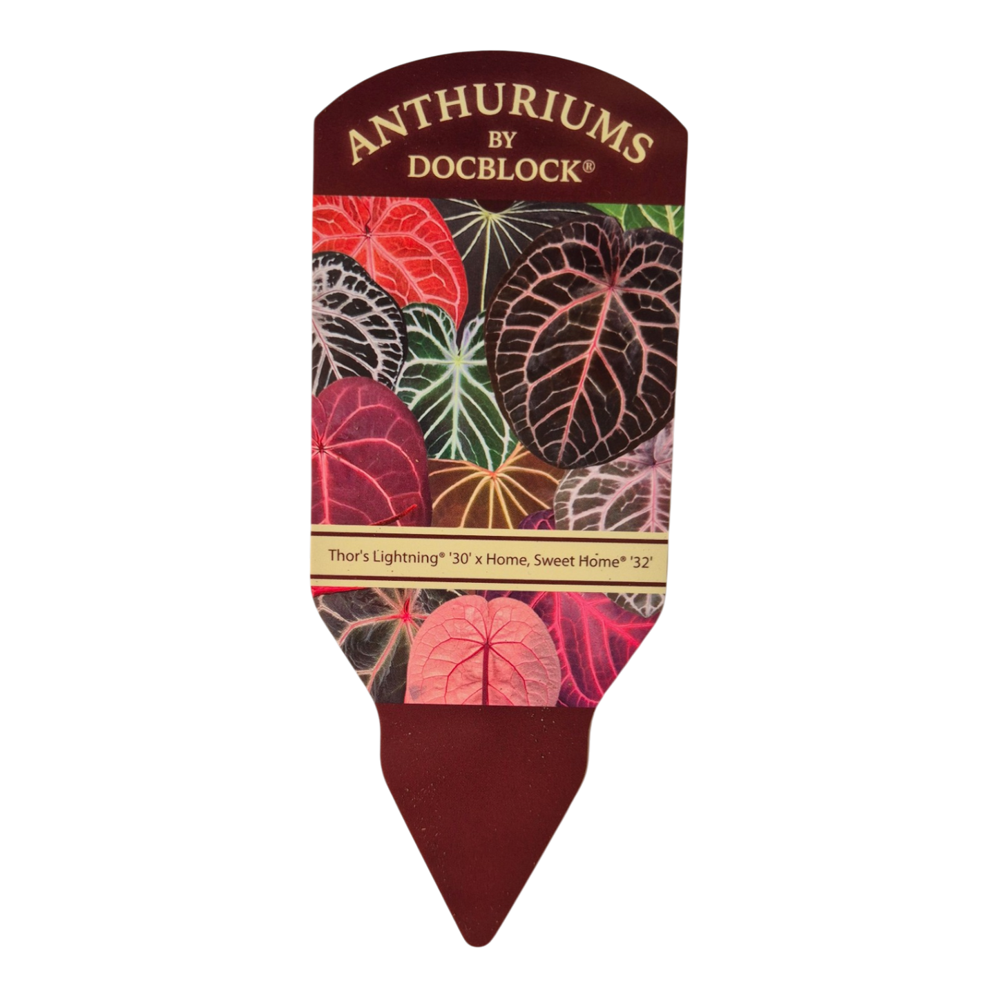 DocBlock Anthurium Thor's Lightning® '30' X Home, Sweet Home® '32'