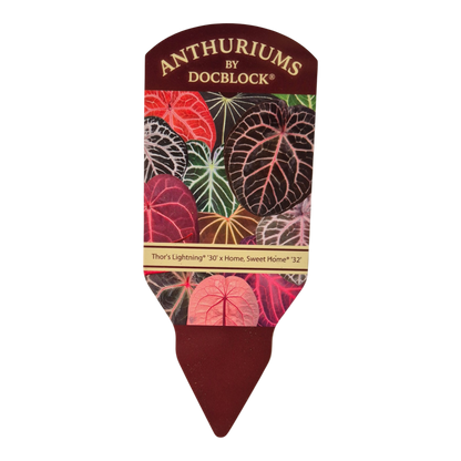 DocBlock Anthurium Thor's Lightning® '30' X Home, Sweet Home® '32'