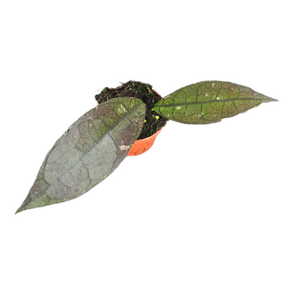 Hoya Clemensiorum