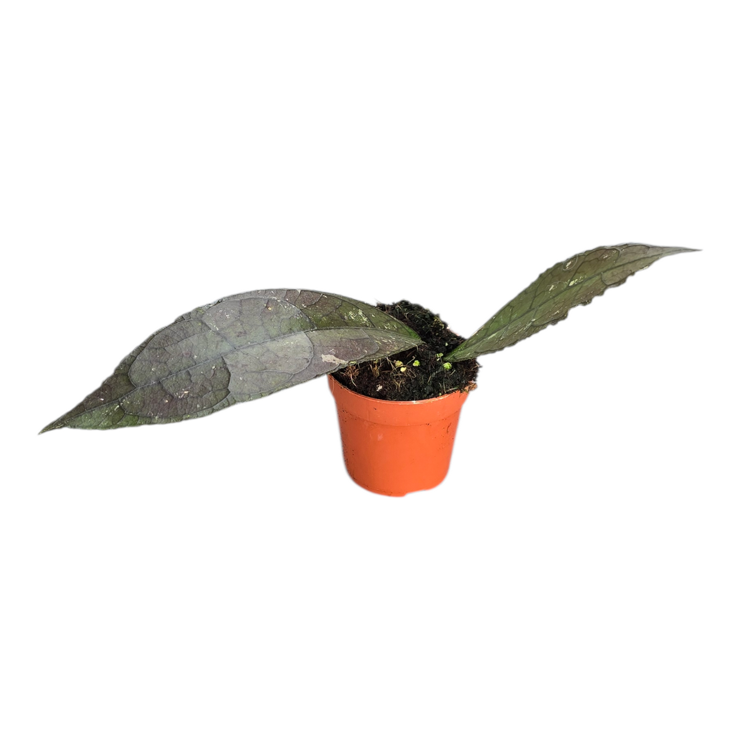 Hoya Clemensiorum