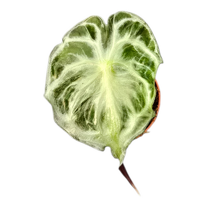 毒箭芋