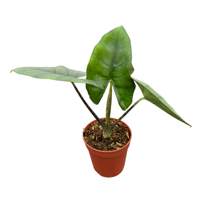 Alocasia Blue Dragon