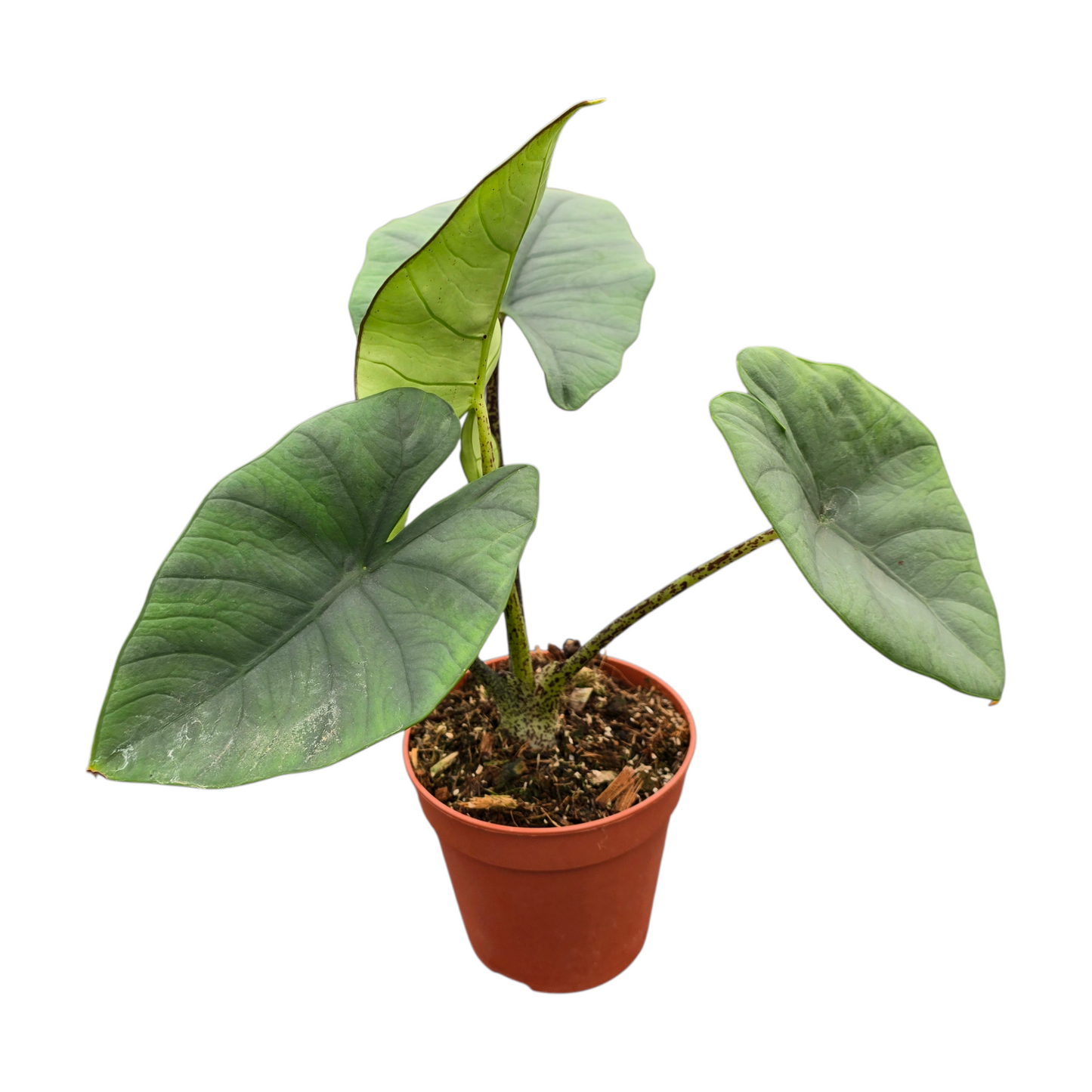 Alocasia Blue Dragon