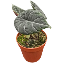 Alocasia Maharani
