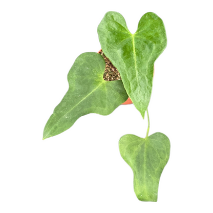 Anthurium Podophyllum