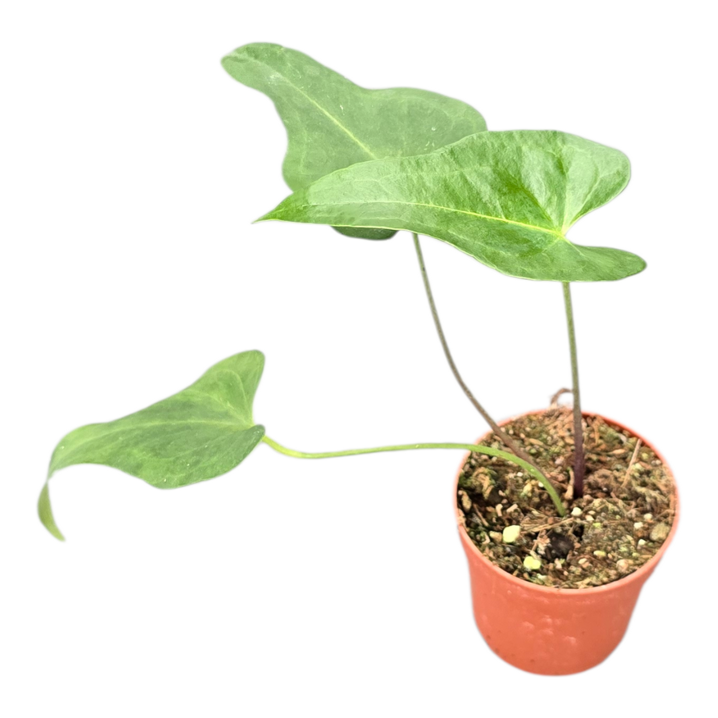 Anthurium Podophyllum