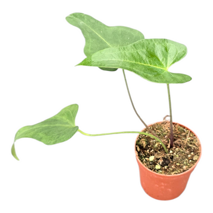 Anthurium Podophyllum