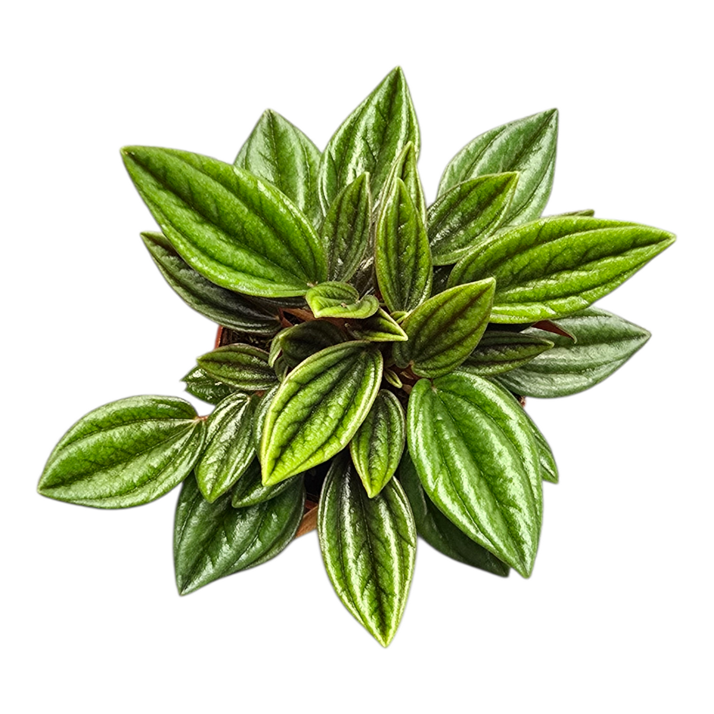 Peperomia Caperata Rosso