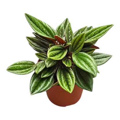 Peperomia Caperata Rosso