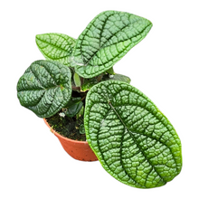 Piper parmatum
