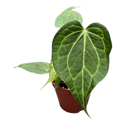 Anthurium Delta Force