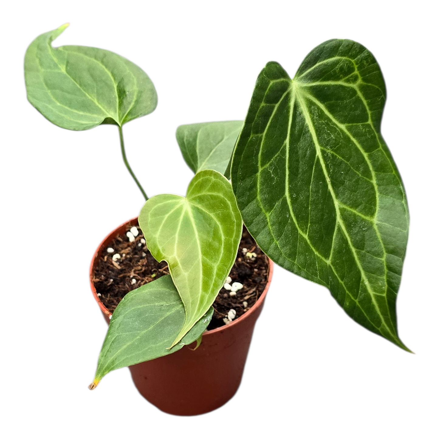 Anthurium Delta Force