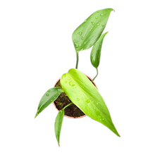 Monstera Burle Marx Flame