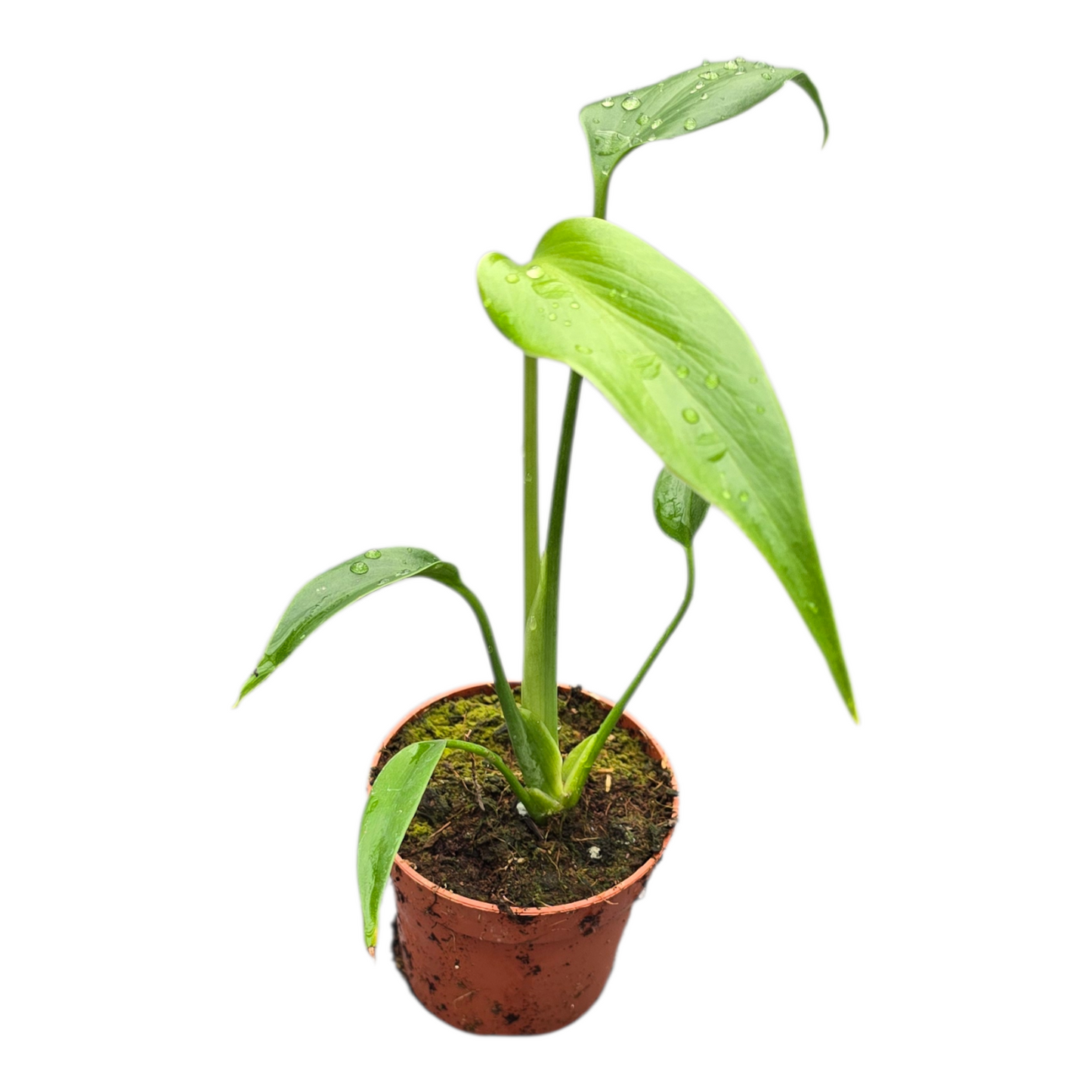 Monstera Burle Marx Flame