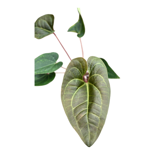Anthurium sp.