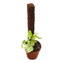 Rhaphidophora Korthalsii Variegata