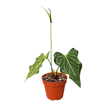 Anthurium Delta Force
