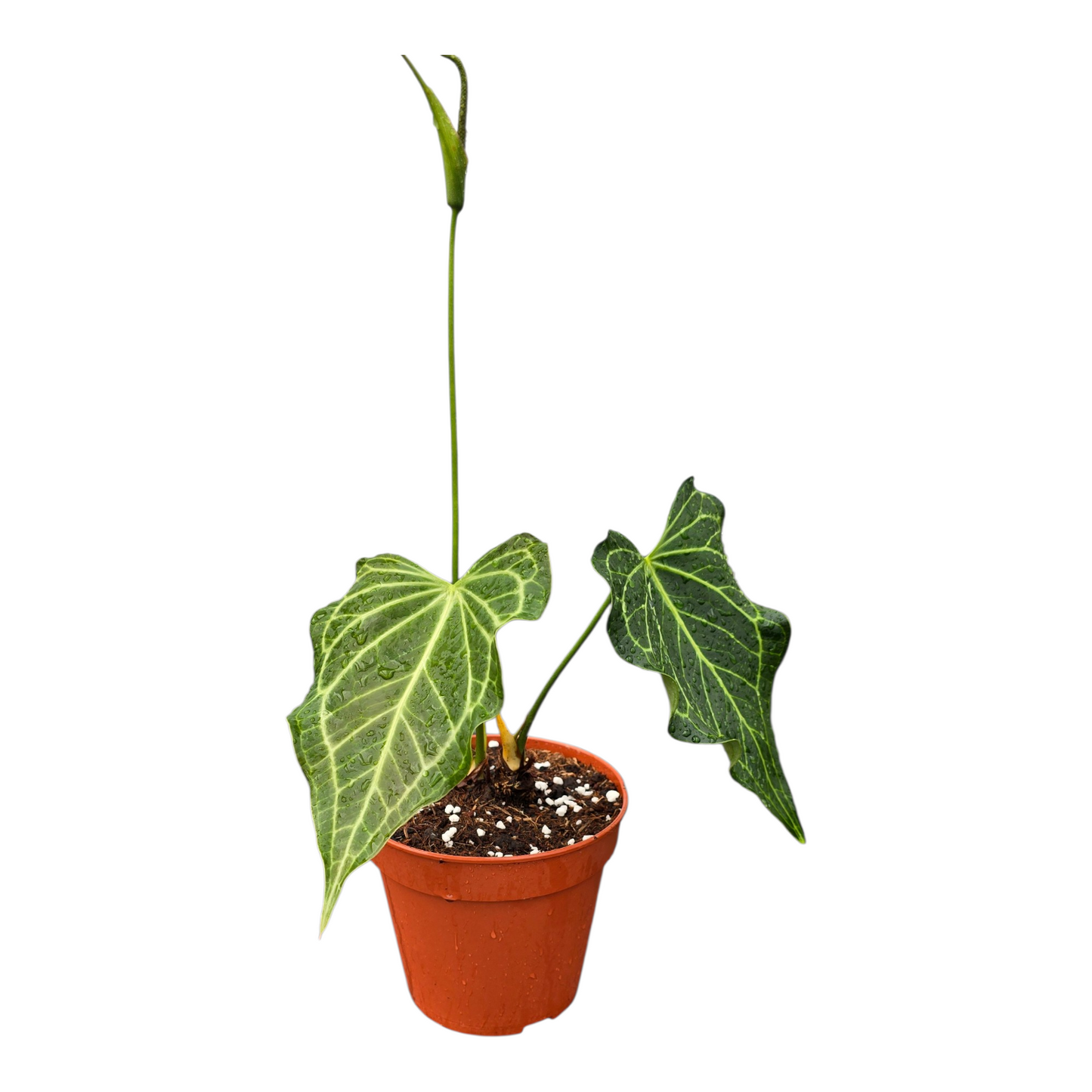 Anthurium Delta Force