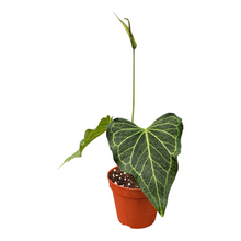Anthurium Delta Force