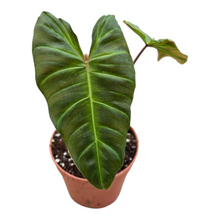Philodendron billicosum