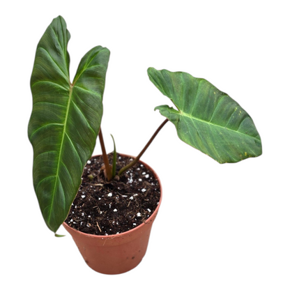 Philodendron billicosum