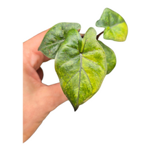 Alocasia Yucatan Princess Variegata Aurea