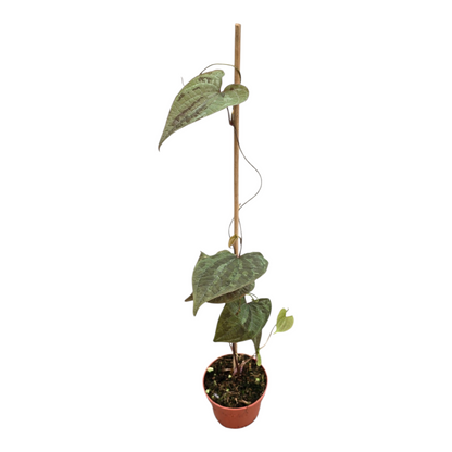 Dioscorea Discolor
