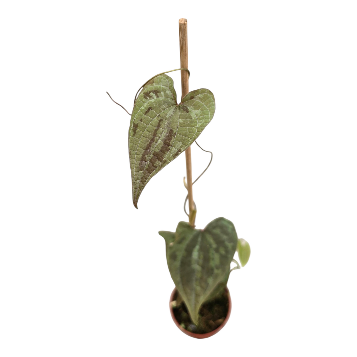 Dioscorea Discolor