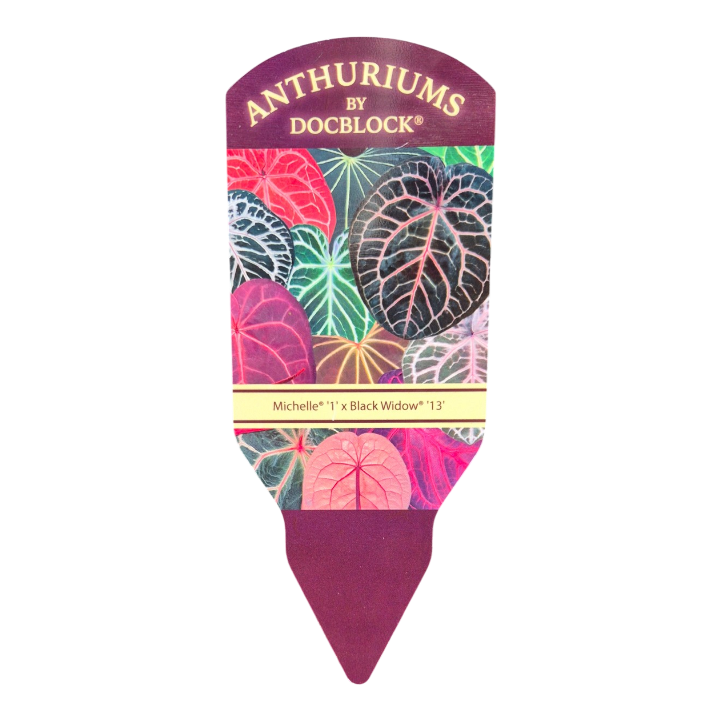 DocBlock Anthurium Michelle® '1' × Black Widow® '13' *1