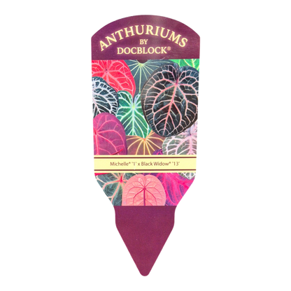 DocBlock Anthurium Michelle® '1' × Black Widow® '13' *1