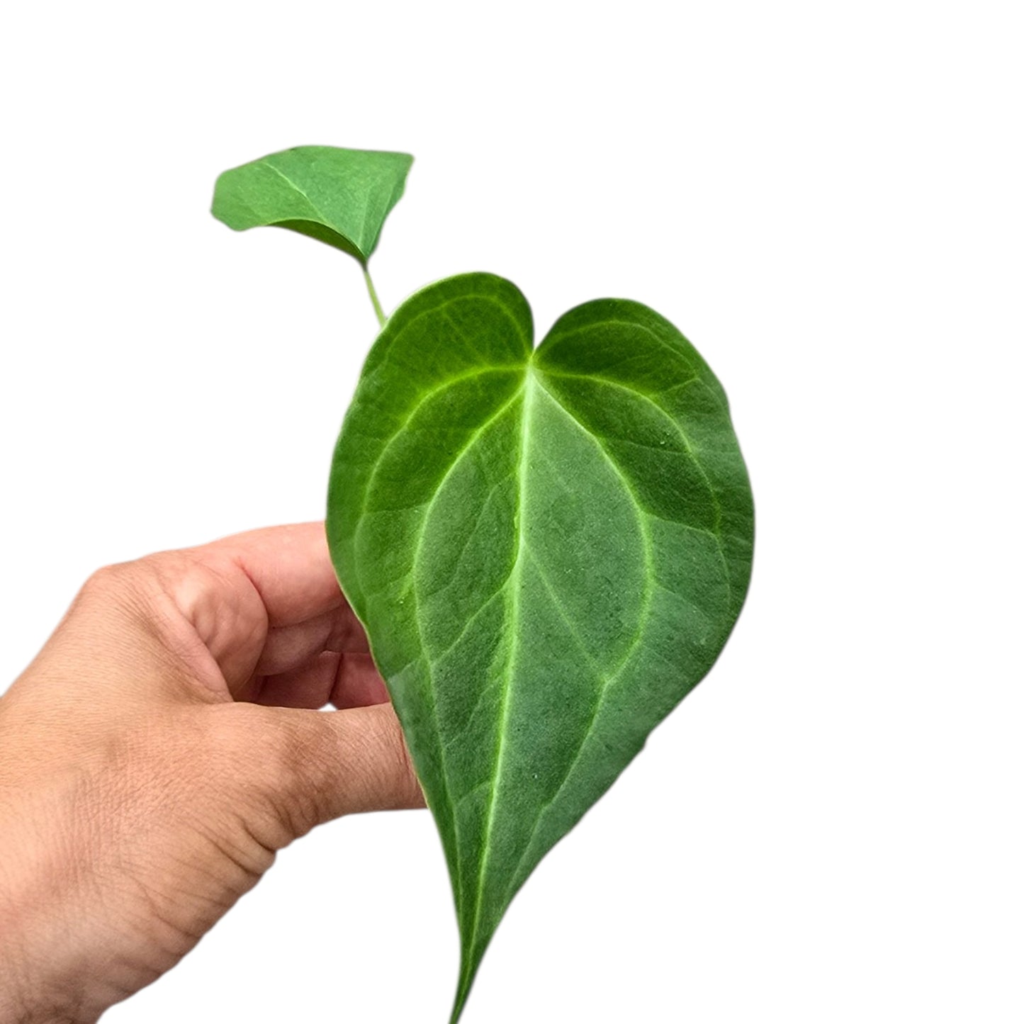 Anthurium Delta Force