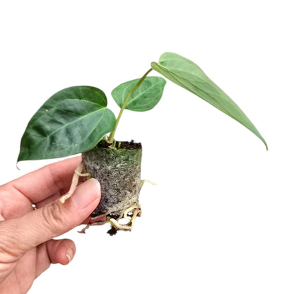 Anthurium Queen of Hearts