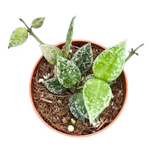 Hoya Lacunosa Splash