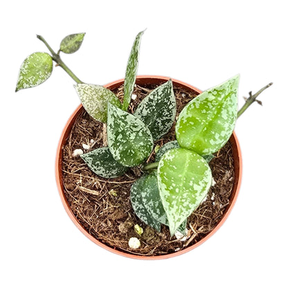 Hoya Lacunosa Splash