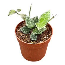 Hoya Lacunosa Splash
