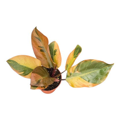 Philodendron Black Cardinal Variegata