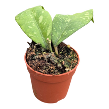 Hoya Sp Aceh Long Leaf