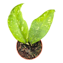 Hoya Sp Aceh Long Leaf